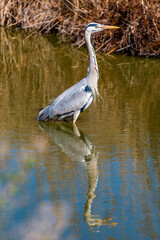 Héron cendré au soleil