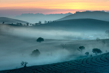 Fanciful dawn with early morning dew on tea plantations at Moc Chau Farm, Son La Province, Vietnam