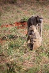 Monkeys on Safari. taken on a game drive. cheeky vervet monkeys in tsavo national park, kenya africa