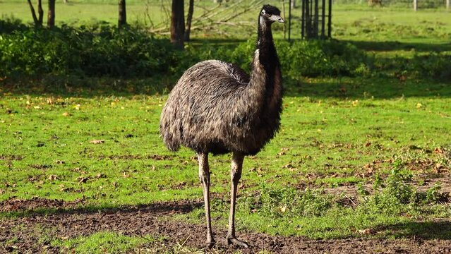 An emu walking close-up in nature habitat