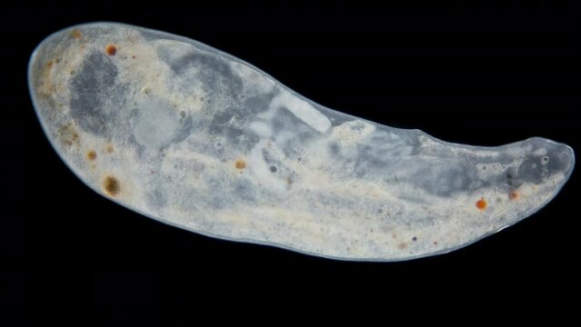 worm flatworm Kalyptorhynchia under a microscope, Koinocystididae family, possibly Reinhardorhynchus scoticus. Sample found in White Sea