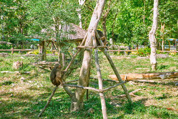 Monkey at Vinpearl Safari and Conservation Park on Phu Quoc Island, Vietnam.