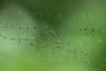 crane fly, a collection of crane fly hanging from its nest