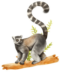 Lemur Madagascar animal on tree Watercolor illustration