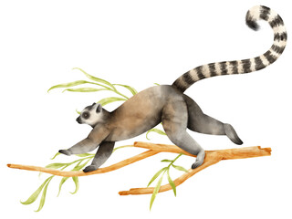 Lemur Madagascar animal on tree Watercolor illustration © b.illustrations
