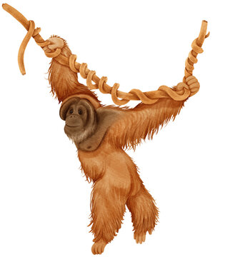 watercolor cute Orangutan