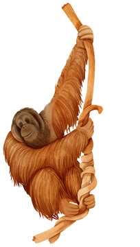 watercolor Orangutan