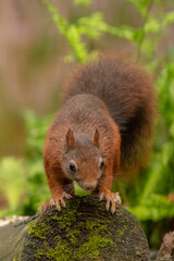 Ecureuil roux