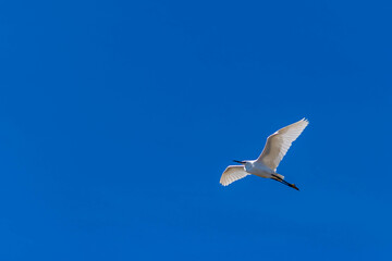 Grande Aigrette en vol