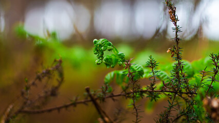 Macro de feuilles de fougère vertes, en période printanière