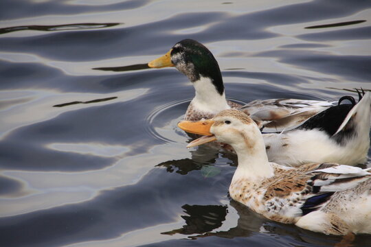 ducks in the water