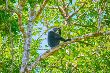 Monkey at Vinpearl Safari and Conservation Park on Phu Quoc Island, Vietnam.