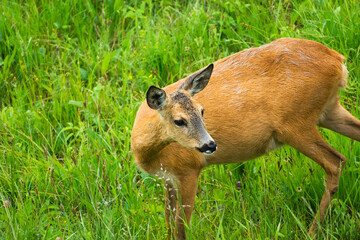 Pregnant roe deer standing in tall green grass