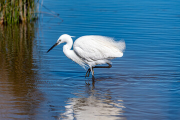 Grande Aigrette à l'affut