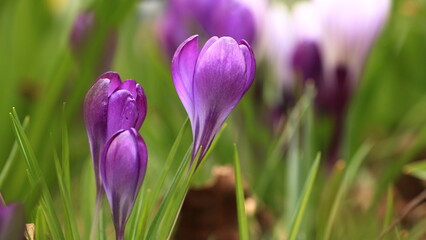 kwiaty fioletowe wiosenne krokusy w ujęciu makro