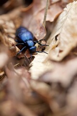 Insecte scarabé feuille morte macro gros plan