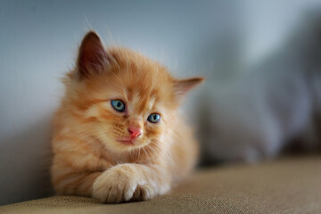 Cute Kitten sitting on the sofa
