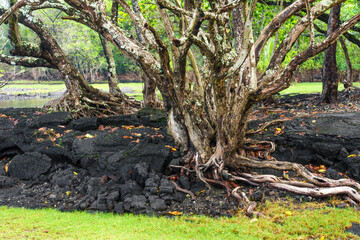 Tree Growing on Lava-Covered Soil in Hawaii