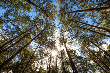 The pine trees tops vertical on blue sky