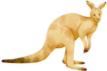 Watercolor kangaroo illustration