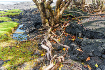 Resilient Trees of Hawaii's Volcanic Coastline