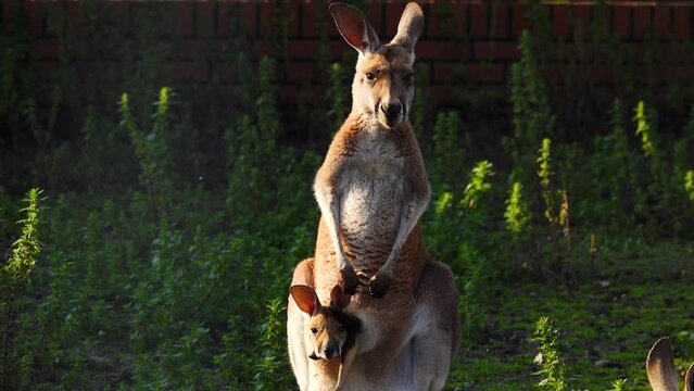 red female kangaroo (macropus rufus) with a joey (baby kangaroo) in a pocket close-up
