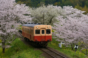 Naklejka premium 桜とレトロ列車 小湊鉄道 飯給駅