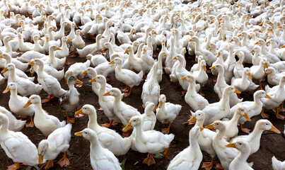 Lots of duck in local farm Binh Duong, Vietnam © Quang