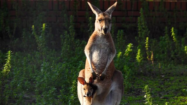 red female kangaroo (macropus rufus) with a joey (baby kangaroo) in a pocket close-up