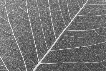 Dry leaf skeleton with white veins, on black