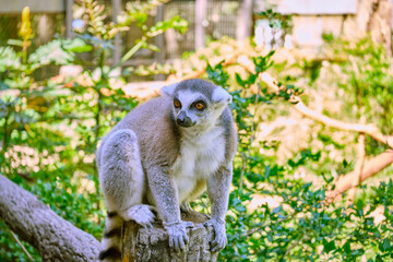 Cat Lemur at Vinpearl Safari and Conservation Park on Phu Quoc Island, Vietnam.