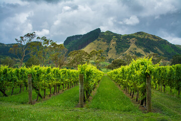 Rows of lush green grapevines in the foothills under stormy sky. White grapes ripening in a...