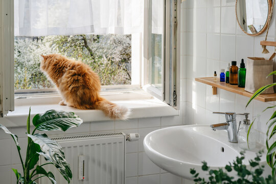 Orange cat watching the birds outside the window. Domestic pets. Ginger furry cat at home in bathroom. Comfort home zone