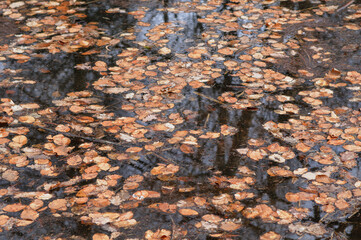 Fallen leaves on the water in the park. Autumn landscape.