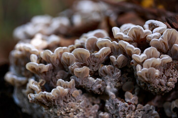 Mushrooms in shady forest