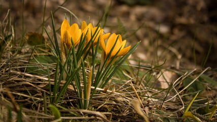 Yellow crocuses - bright, beautiful, tender - the first spring flowers.
