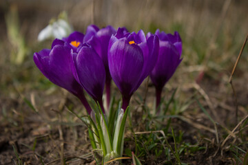 Violet crocuses - bright, beautiful, delicate - the first spring flowers. White, purple lilac - all kinds of colors and paints.