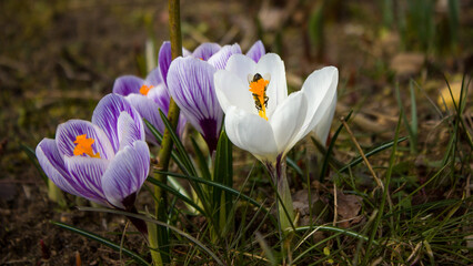 Crocuses - bright, beautiful, delicate - the first spring flowers. White, purple lilac - all kinds of colors and paints. And bees collecting flower nectar.