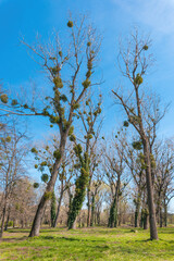 Witch's broom is a tree deformity, dense mass of shoots grows from a single point, with the resulting structure resembling a broom or a bird's nest.