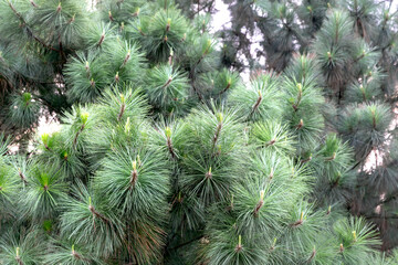 coniferous needles and pine branches close-up as a texture. green photo. macro photography. Place for text - Powered by Adobe