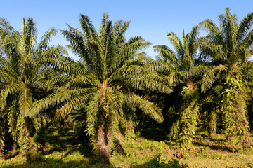 Obraz premium Palmeraie, 