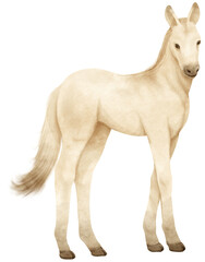 White Horse watercolor illustration