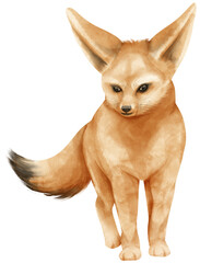 Fennec fox savanna animals watercolor illustration