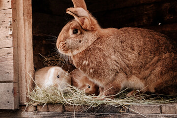 Breeding rabbit, mother with young rabbits, Easter decorations