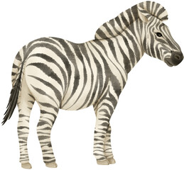 Zebra wildlife animals watercolor illustration