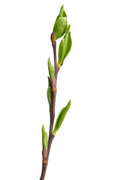 Spring branch tree isolated on transparent background, PNG.	