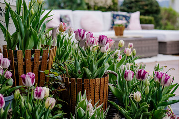 Beautiful colorful spring flowers, tulips planted in pots