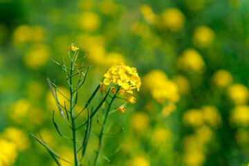 菜の花
