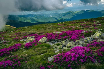 Cercles muraux Azalée Wonderful blooming alpine pink rhododendron fields on the hills, Romania