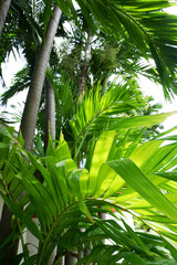Plakat Tropical palm leaves,Tropical green palm leaves background. Tropical plants background.